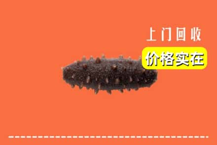 鹿邑县回收海参